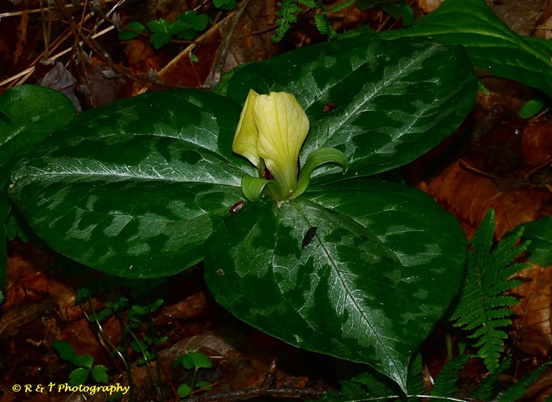 {Trillium discolor}